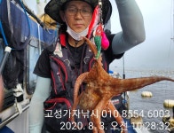 고성가자낚시 가자호 돌문어 월요일 조황입니다.