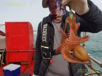 다대포권 돌문어/ 백조기 조황