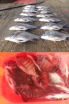 (풍화리)새풍화 선외기 낚시 감성돔 조황,