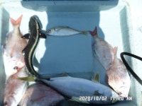 만성호 참돔, 부시리, 전갱이 조황