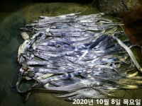 일호낚시 갈치/풍랑주의보발표