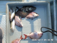 만성호,쥐치,,참돔,정갱이,조황