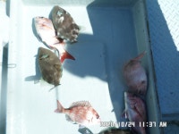 만성호,쥐치,,참돔,,조황