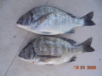 형제낚시 10월의 마지막 화려한 조과^^