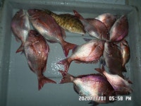 만성호,,참돔,4자,,조황