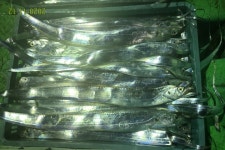 칼치 3지~4지 바글바글 호조황,