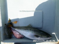 만성호,방어,참돔,정갱이,조황