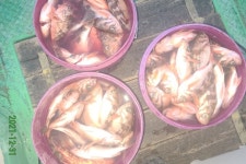 12/31일,씨알좋은 왕열기 조황,