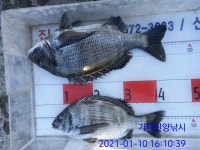 가덕진양낚시 좌대조황 20년 1월 10일 일요일