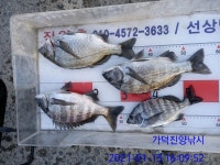 가덕진양낚시 좌대조황 20년 1월 13일 수요일