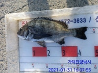 가덕진양낚시 좌대조황 20년 1월 31일 일요일