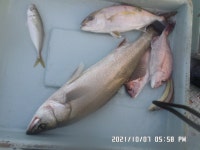 만성호,농어,,참돔,방어,,조황