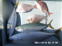 만성호,,,참돔,방어,조황