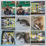 (풍화리장촌)주말감성돔 4짜외 마리수 조황...