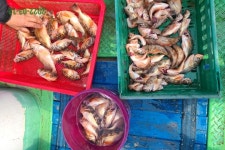 2/12일 왕 열기,왕뽈락 외 조황,