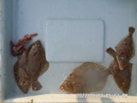 만성호,선장1인,도다리,잡어,조황