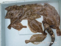 만성호,,도다리게래치,잡어,조황