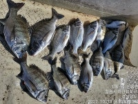 진동 피싱투어10/13 조항