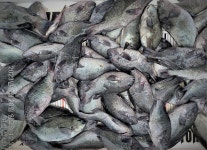 욕지군도 벵에돔 마릿수~고성섬낚시