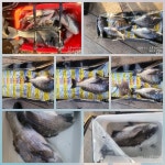 (통영풍화리장촌)대물감성돔 5짜4짜 조황...