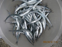 용호동학꽁치 조황