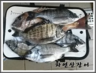 통영 풍화리에서 한시간 짬낚조황