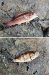 대포와 학동에서 ...