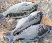 거제 남부 벵에