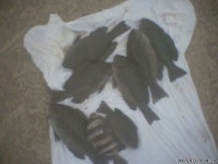 가까운 일광에서 잡은 흑기사