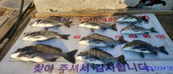 풍화현대레저)감성돔5짜4짜외마릿수조황
