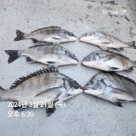 다대 낫개 호진 2호 감성돔조황입니다