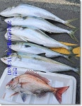 진진-참돔 5짜, 대부시리 114cm 103cm외 미터급들,