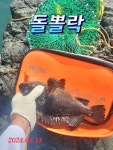 용호동 벵에돔 외 조황