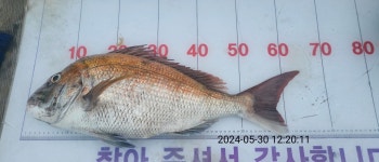 통영현대레저)참돔67외꼬라박기