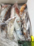 빅토리점 대포한치 ~