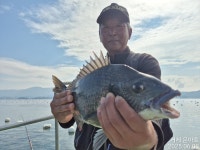 《감성돔 》5짜4짜4짜4짜외 마릿수 진행중 대물 5방이나 팅