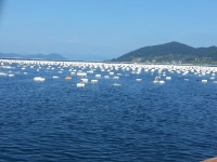 통영 선상 한번 가봤습니다