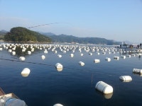 통영 선상 한번 가봤습니다