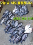 신안원도권 상태도 돌돔 과 참돔 소식 전합니다. 오늘밤 출항합니다.