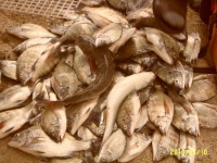 연일이어지는 대박감성돔 행진 !!!