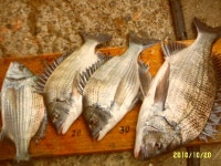 늦가을 감성돔 조황 !!