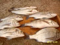 입질 쏙쏙 감생이 조황 !!!