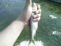 이 고기는??? (민물)