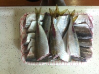 아지와 벵에가 누비고 다닙니다..