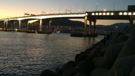 영도 반도보라 벵어돔