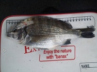 영도반도보라 짬낚시