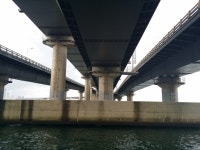 광안대교아래 벵어돔