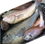 장승포 벵에 [고기 올 타임 틈새에...]