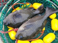 가덕 도보 벵에 탐사