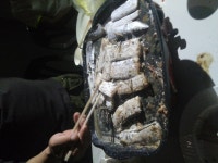 영도반도보라 ttp 풀치조황